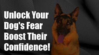 Unlock Your Dogs Confidence Essential Tips for Overcoming Fear [upl. by Juliana]