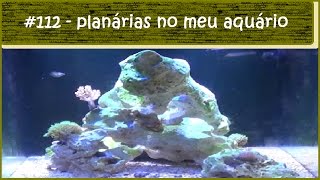 Planárias no meu aquário marinho [upl. by Cloots467]