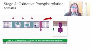 Chap 12 Part 1b Aerobic Respiration GLKO  Cambridge ALevel 9700 Biology [upl. by Fowler]