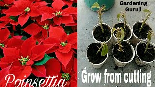 winter plant poinsettia grow from cutting [upl. by Elockin]