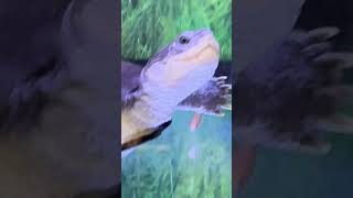 What is a freshwater turtle called terrapins [upl. by Zobe]