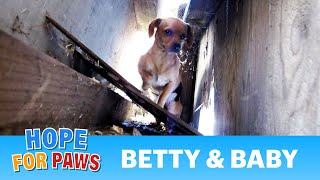 Rescuing two abandoned dogs Betty and Baby  Please share Thanks chihuahua [upl. by Evonne]