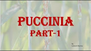 Puccinia graminis  Part 1 HPU BSc 1st year [upl. by Eibbil948]