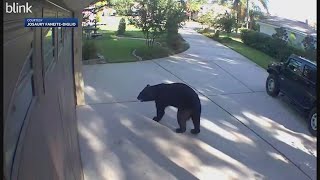 A threelegged bear breaks into a porch and steals White Claws [upl. by Lunsford85]