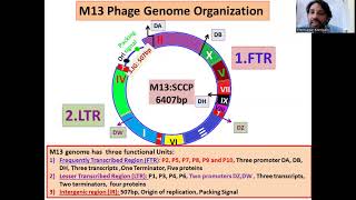 M13 Phage Genome Organization Filamentous phage [upl. by Seibold]