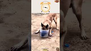 Belgian malinois dog dogtraining shortvideo [upl. by Vey]