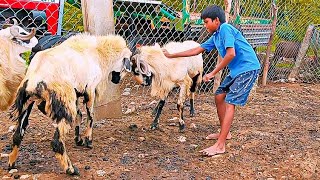 fighting sheeps day1 My Brother Trying to fight but not fight two sheeps after going to eating [upl. by Atwahs]