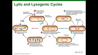 Virus Lysogenic Cycle Animation HD [upl. by Johannes]