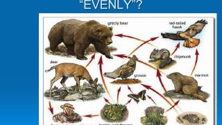 Ecology Video 3 Food Webs amp Trophic Relationships [upl. by Koppel]