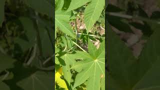 Garden Hunt Ricinus communis castor oil plant nature beautiful flowers [upl. by Larret314]