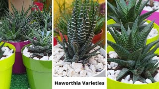 41 Best Haworthia Species with names  Haworthia varieties Types of Haworthia  Haworthia Succulent [upl. by Beret]