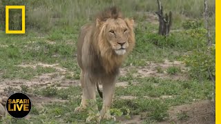 Safari Live  Day 288  National Geographic [upl. by Manas]