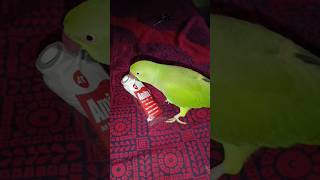 parrot playing with thread😄🧵 parrot birds viral shorts [upl. by Elvira465]