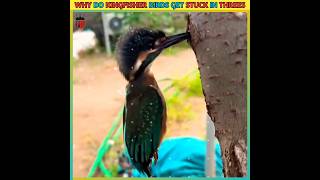 🤔😱Why Do Kingfisher Birds Get Stuck In Trees shorts viral birds stuck why AslamFacts [upl. by Yanahs628]