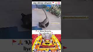 Bch gya kutta ek chite se🙏💢🚩khatushyam viralshorts shortsvideo [upl. by Waxman]