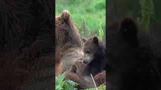 Brown Bear Feeding Strategies in Autumn Mountains 68 shots animals wildlife [upl. by Annabell]