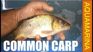 Common carp Cyprinus carpio handson video  European Carp fish detail video [upl. by Karrie]