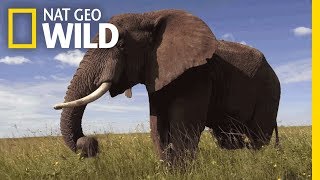 Elephants 101  Nat Geo Wild [upl. by Narok]