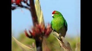 Kakariki for Bird of the year 2013 [upl. by Ylrad8]