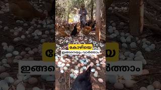 കോഴികളെ ഇങ്ങനെയും വളർത്താം free range chicken farming malayalam shorts [upl. by Aenit]