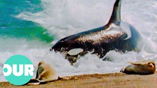 The Life Of Captive Killer Whales In The 1980s Wildlife Documentary  Our World [upl. by Nima]