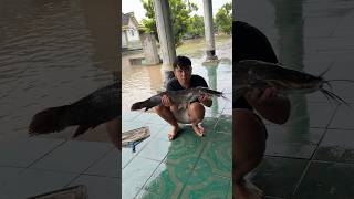 Saat Banjir Nyeser Di Depan Rumah Dapat Ikan Lele Berat 10 Kg nyeser lelemonster banjir lele [upl. by Glinys]