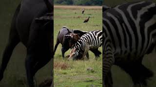 What is the zebra fighting with [upl. by Amron]