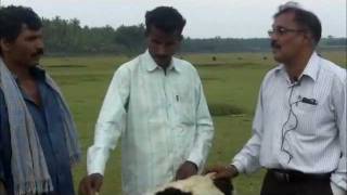 Deworming in livestock Kannada BAIF Karnataka [upl. by Aissirac]