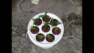 How to Take Cuttings using the AeroPot Aeroponics [upl. by Tedmund]