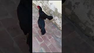 Aseelmurghe maditopqulity mianwali shortvideos verali myyoutubechannel 16 October 2024 [upl. by Enitnelav732]