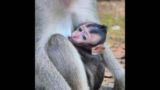 Little Monkey Evelyn Has Still Talking to Mom With Funny Gesture Until Accepted Request Milk Time [upl. by Ahsratal]