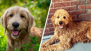 F1 vs F1b Goldendoodle 🐕 Which Makes The Best Pet [upl. by Notanhoj]