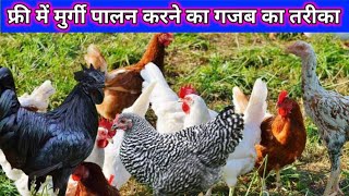 फ्री में मुर्गी पालन करने का नया तरीका  देसी मुर्गी के बच्चों  desi murgi palan poltriy farmer [upl. by Oninrutas594]