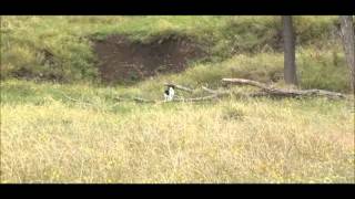 Demonstrating Fox Whistle Black and White Cat mpeg2video [upl. by Eiralam303]