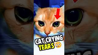 Cat Crying Tears 😢 [upl. by Domenic]