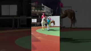 今日は馬具を増やして頑張ってました🐎💨 アオラキ 船橋競馬 ゴールドシップ産駒 競馬 推し活 競馬女子 [upl. by Kerwinn586]