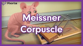 Meissner Corpuscle Mnemonic [upl. by Millar751]