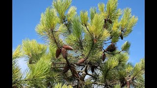 Сосна5 Pinus5 Хвойные растения36 Conifers36 Декоративные растения [upl. by Ahsaya946]