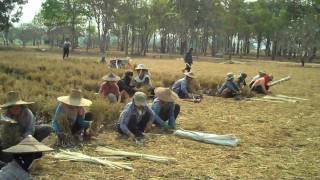 Garlic in North Thailand [upl. by Gnuj898]