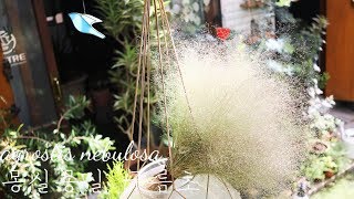 봄에 심은 구름초 구경하세요  agrostis nebulosa  Cloud grass gardening [upl. by Yddor199]