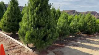 Christmas tree farm irvine CA [upl. by Etsyrk]