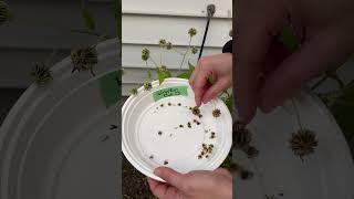 How to harvest Wingstem Verbesina alternifolia seeds [upl. by Mclain]