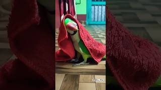 Mitu Sona 🦜🦜🦜parrot birds cute animals talkingparrotwhiteparrot [upl. by Branen843]