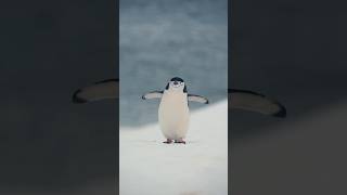 Chinstrap Penguin [upl. by Zischke485]