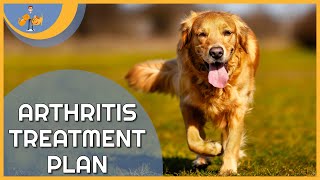 Treating Arthritis in Dogs  a plan to keep them pain free [upl. by Ullyot]