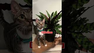 Low Light Indoor Plants Safe for Cats and Dogs shorts indoorplants [upl. by Petronilla]