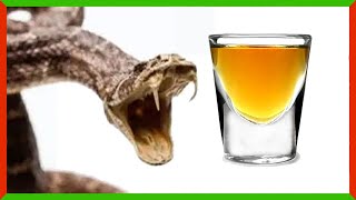 Can You Drink Snake Venom [upl. by Ecnadnac]