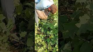 harvests Eggplant Grow farming gardening shorts Amazing Agriculture Work agriculture [upl. by Anitneuq]