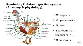 Lecture three Feeding management of poultry [upl. by Nuriel]