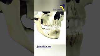 Sequence eruption of Primary and Permanent Dentition permanentdentitionbracingeruptionprimary [upl. by Tarfe]